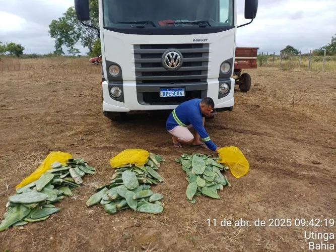 governo-da-bahia-entrega-90-mil-mudas-de-palma-para-fortalecer-agricultura-familiar
