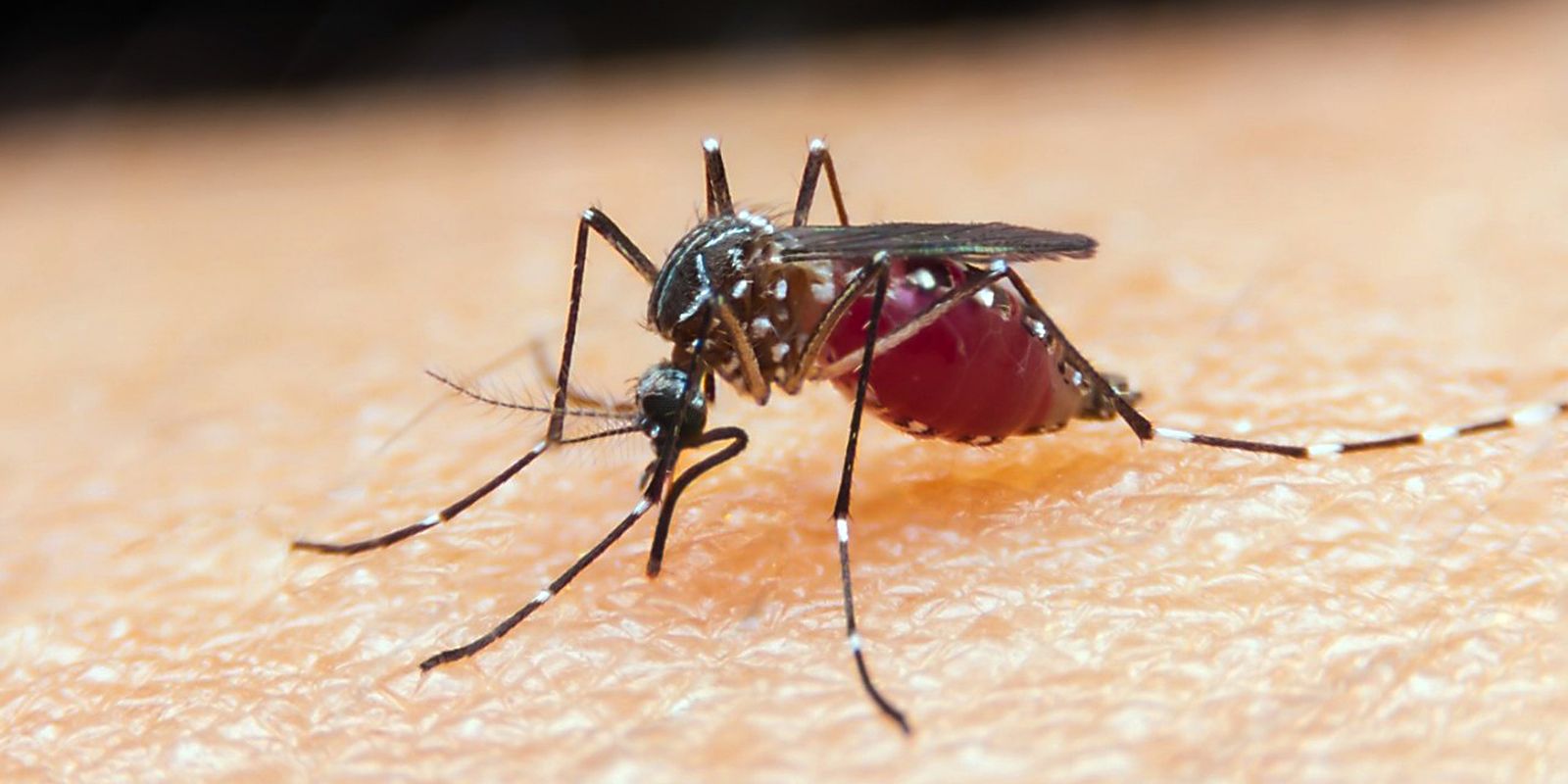 falta-de-diagnostico-e-obstaculo-para-eliminacao-da-malaria-no-brasil